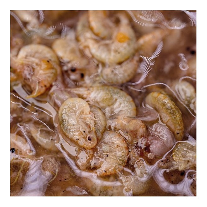 BRINE SHRIMP & GAMMARUS Nash Tackle