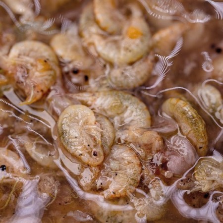BRINE SHRIMP & GAMMARUS Nash Tackle