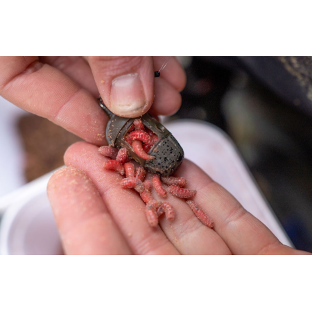 ICM IN-LINE MAGGOT FEEDER Preston Innovation