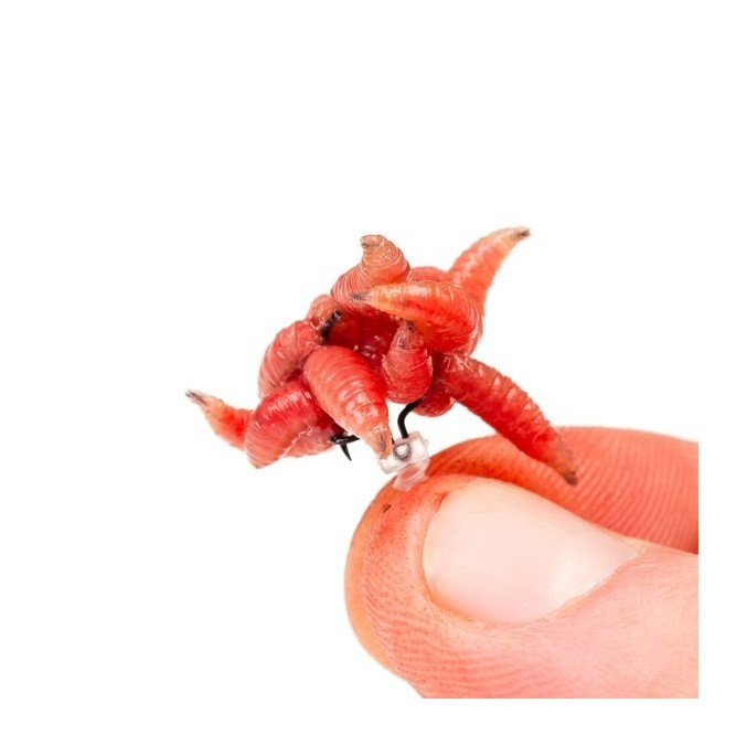 MAGGOT SCREW Nash Tackle