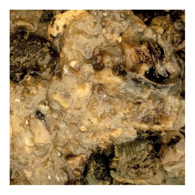 MUSSEL BLEND Nash Tackle