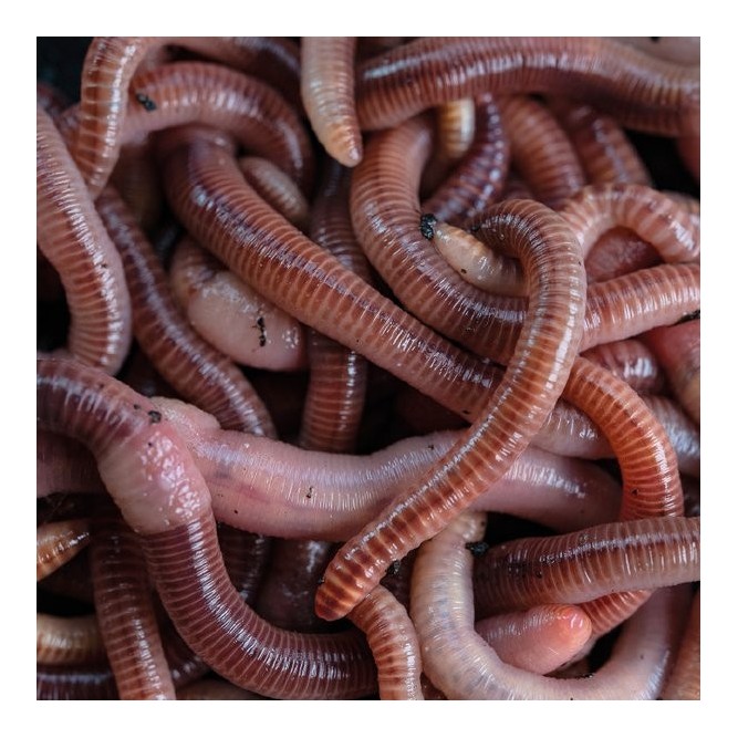 WORMCELL Nash Tackle