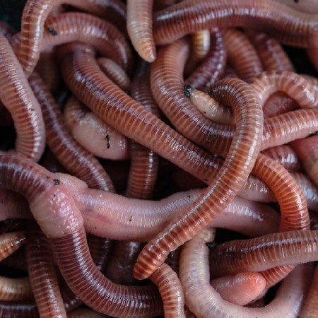 WORMCELL Nash Tackle