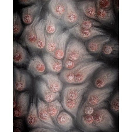 SMART LIQUID - FISH Mainline