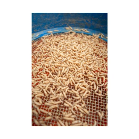 Sonubaits Maggot Glue